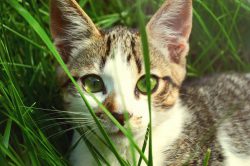 cat-lovers